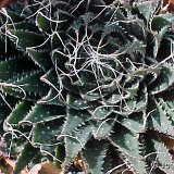 Aloe aristata (South Africa)